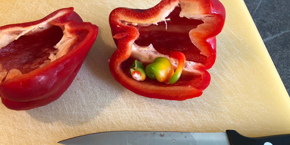 Kleine Paprika in der "MutterPaprika" gewachsen ist sie essbar