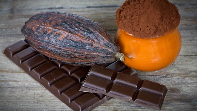 Riegel Schokolade, eine Tafel Schokolade, Kakaobohne und Kakaopulver 