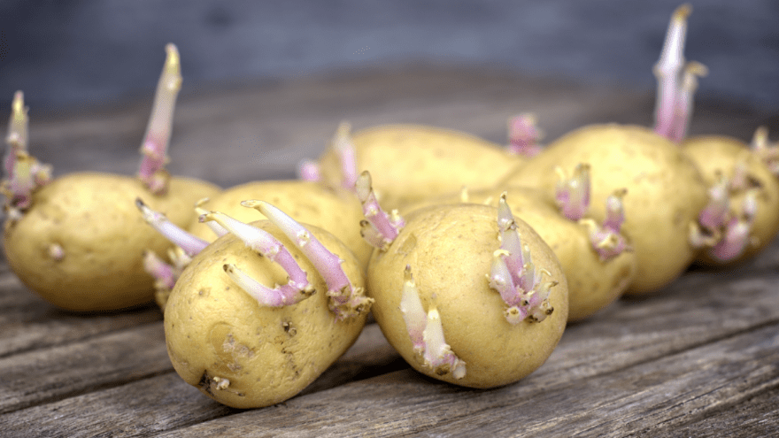 Kartoffeln über Winter Im Boden Noch Essbar Gekeimte Kartoffeln noch essbar? | Lebensmittel-Forum
