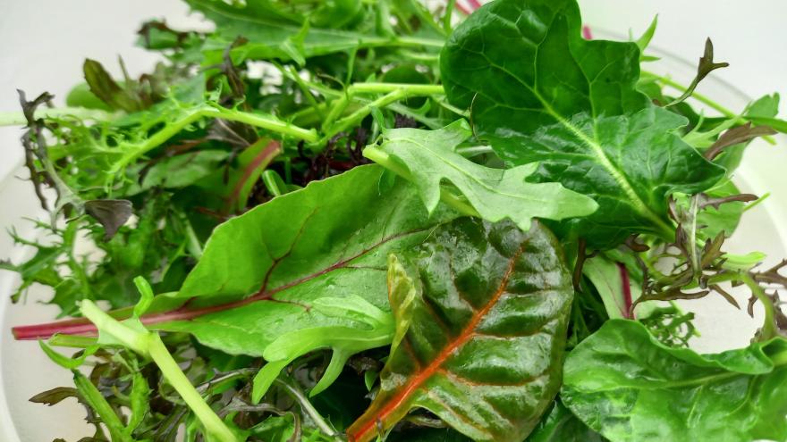 Pflücksalat aus Rucola, Spinat, rote Bete Blättern