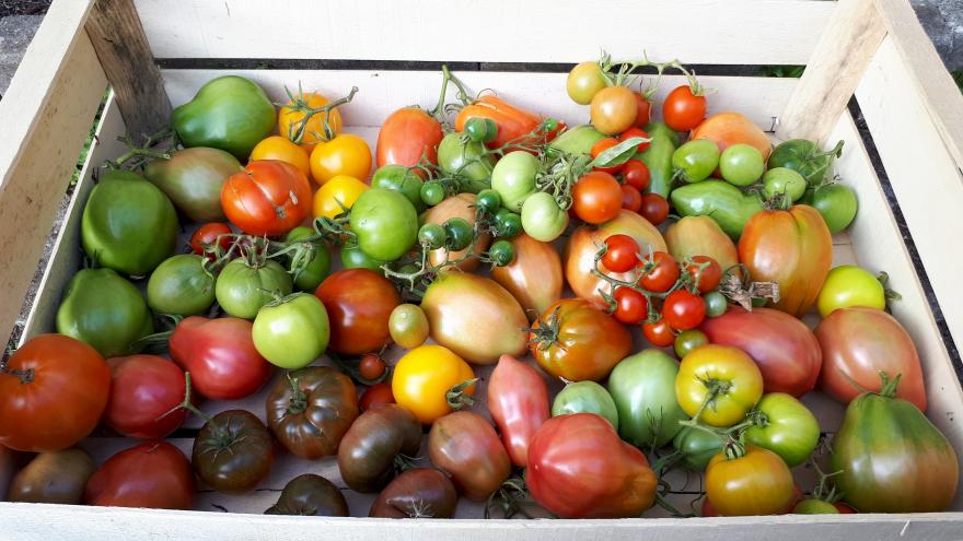 Tomaten rot gruen in einer Holzsteige