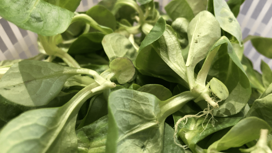 Feldsalat mit Wurzeln