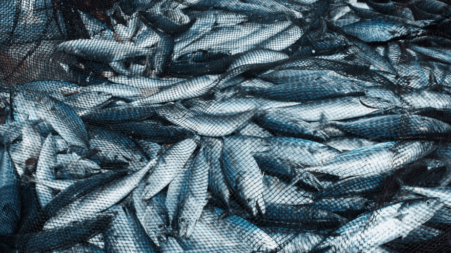 Viele Fische liegen gefangen in einem Netz.