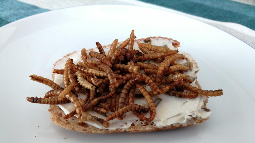 Mehlwümer als Belag auf einem Brötchen