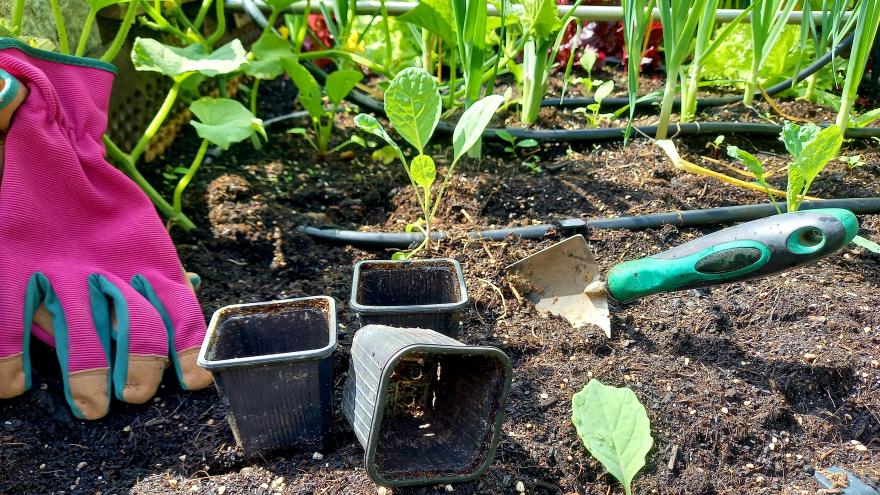Jungpflanzen frischt eingepflanzt