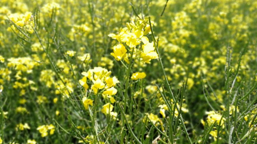 Großaufnahme von Rapsblüten auf einem Rapsfeld