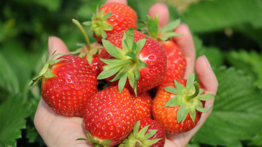 Eine Hand hält frische Erdbeeren