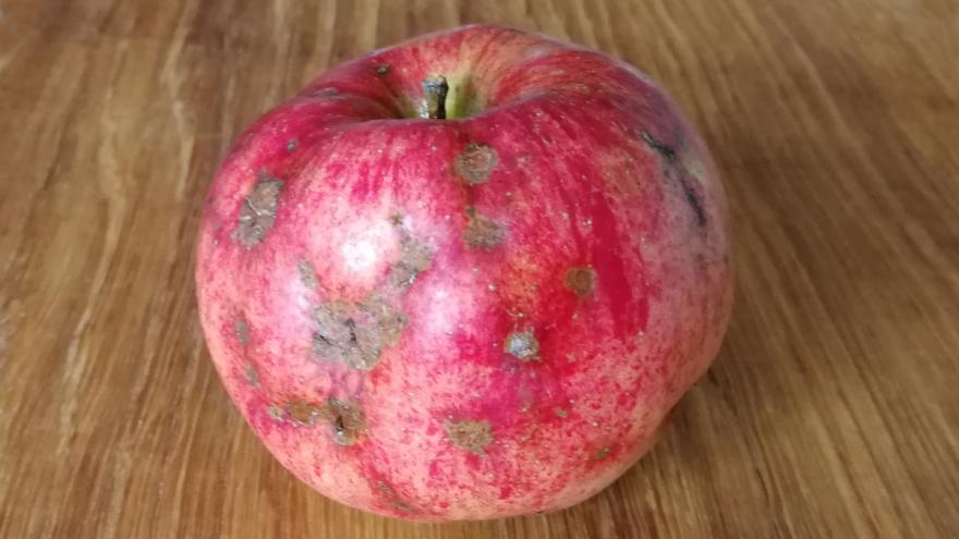 Braune Flecken auf einem Apfel