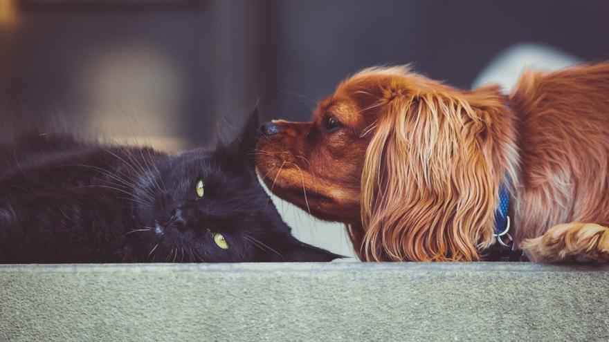 Eine Katze liegt auf der Seite und ein Hund schnuppert an ihr.