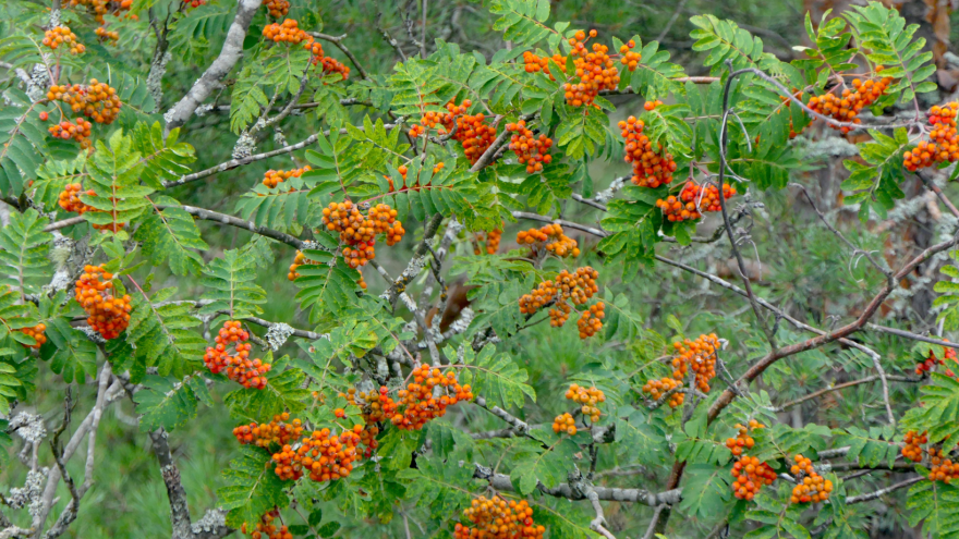 Vogelbeeren an einem Strauch