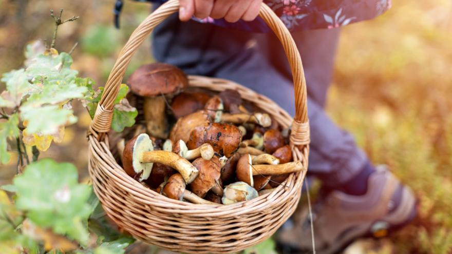 Waldpilze in einem Korb