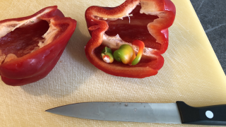 Eine aufgeschnittene Paprika mit kleinen, losen Teilen darin.