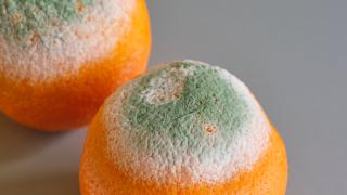 Orangen mit grünem und weißen Schimmel