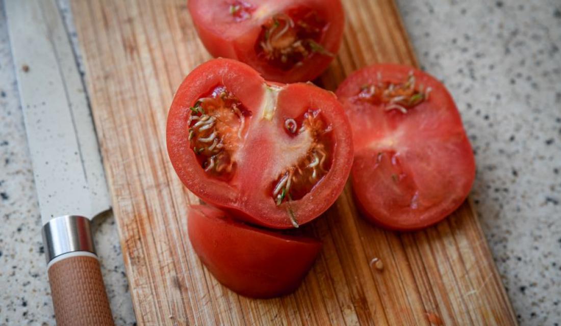 Foto von aufgeschnittenen Tomaten, die bereits keimen, auf einem Holzbrett. Daneben liegt ein Messer.